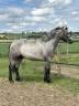 Poney connemara 