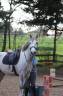 Cheval à vendre Hongre ONC gris de 6ans