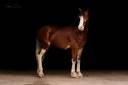 Poney D Welsh Cob 