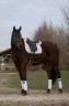 Hongre - Dressage - 8 ans 