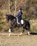 Superbe jument 4 ans potentiel ++ dressage cce