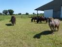 BÂtiment et Terrain à Vocation Equestre