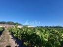 Bâtiments EXPLOITATION en parfait état - Nord Médoc