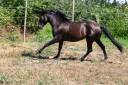 VEND CHEVAL ESPAGNOL PRE 4 ANS ENTIER