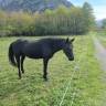 PLUSIEURS CHEVAUX DE MERENS PLEINS PAPIERS