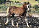 Pouliche Welsh cob