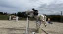 A vendre cheval de 12 ans, selle Italien, de 1.71m