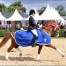 Top étalon poney DRP agré en PFS pour CSO et Dressage