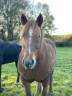 À VENDRE : La Jument Cob Normande Qui Fait Rêver ! 