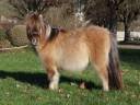 Poulain mini shetland