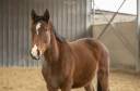 Jeune cheval 3 ans 