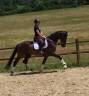 Super hongre gros potentiel dressage