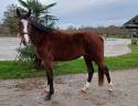 Trotteuse 4 ans