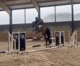 Jument prenant 4 ans Conte Bellini x Quantum