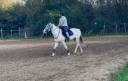 Cheval Quarter Horse et PFS