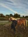 Poulain haflinger 