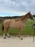 JUMENT DE 5 ANS (FUNKY MUSIC SEMILLY X CACAO COURCELLE)