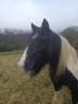 irish cob