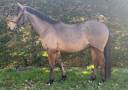 A VENDRE CHEVAL DE 5 ANS