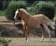 Saillie  magnifique étalon QH palomino splash !! 