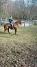 JOEYSON, cheval hongre Quarter Horse, 10 ans