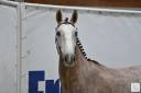 SF de 4 ans ( Maloubet de Pleville X Nabab de reve )