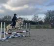 Poney de club de 10 ans d'1m40