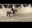 Ponette welsh pony PP 