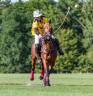 Jument de polo (11 ans) - horse-ball, loisirs, balades