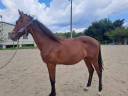 Poulain de dressage 2 ans très bonne origine