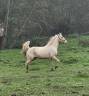 Cheval OC de 8 ans palomino 