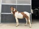 Poney 4 ans 