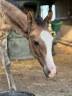 Yearling Akhal Teke par Matsav Shael