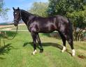 Poulain, 3 ans, noir, entre 1.68 et 1.72m 