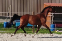 Jeune cheval, 3 ans, Bai; SF, toisera 1.68 -1.72