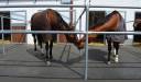 Technical Horse, revêtement caoutchouc pour chevaux