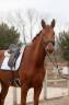 Hongre - Hanovrien - 5 ans - Dressage 