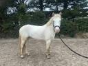 Poney de concour belge 5 ans 