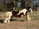 Superbe irish cob PP