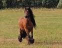 Irish cob 