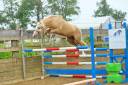 Poney de sport Welsh cob