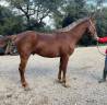 PONEY DE SPORT 3 ans New Forest