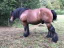 Vends Trait ardennais 5 ans