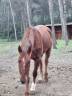 Trotteur de 15 ans, gentil et en pleine forme