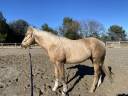 Quarter horse polyvalent 