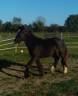 IRISH COB