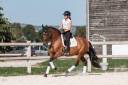 Hongre - PRE - 9ans - Dressage / Loisir