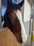 Poney Pie Tobiano homozygote