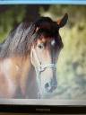 A CONFIER PURE RACE ESPAGNOLE H 19 ANS