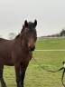 Poney connemara 